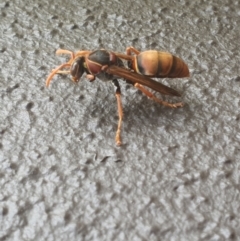 Polistes (Polistella) humilis at University of Canberra - 13 Mar 2024