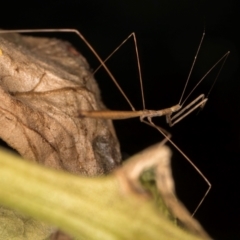 Pseudobargylia sp. (genus) (A thread legged assassin bug) at Melba, ACT - 16 Mar 2024 by kasiaaus