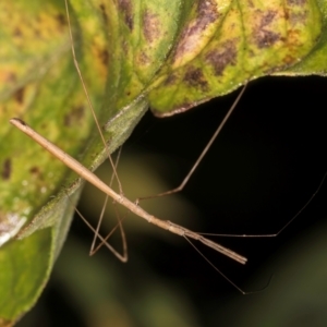 Pseudobargylia sp. (genus) at Melba, ACT - 17 Mar 2024