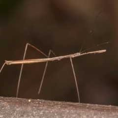 Pseudobargylia sp. (genus) at Melba, ACT - 17 Mar 2024