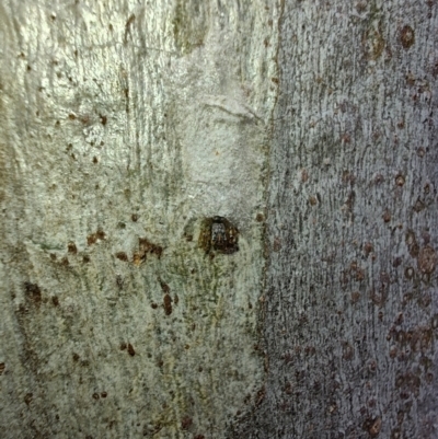 Arasia mollicoma (Flat-white Jumping Spider) at Greenleigh, NSW - 17 Mar 2024 by LyndalT