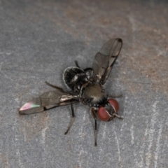 Pogonortalis doclea (Boatman fly) at Melba, ACT - 15 Mar 2024 by kasiaaus