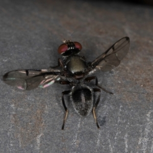 Pogonortalis doclea at Melba, ACT - 15 Mar 2024 09:53 AM