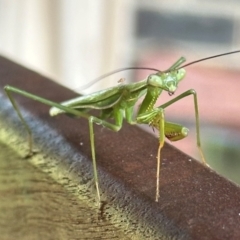 Pseudomantis albofimbriata (False garden mantis) at Kangaroo Valley, NSW - 18 Mar 2024 by lbradley