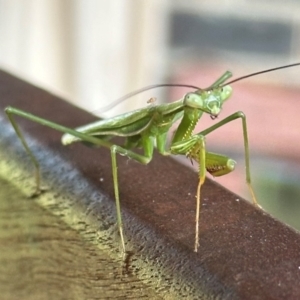 Pseudomantis albofimbriata at Kangaroo Valley, NSW - 18 Mar 2024