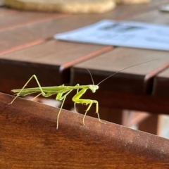 Pseudomantis albofimbriata at Kangaroo Valley, NSW - 18 Mar 2024