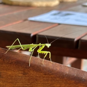 Pseudomantis albofimbriata at Kangaroo Valley, NSW - 18 Mar 2024