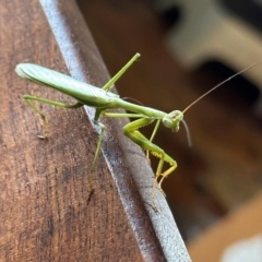 Pseudomantis albofimbriata at Kangaroo Valley, NSW - 18 Mar 2024