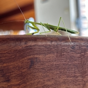 Pseudomantis albofimbriata at Kangaroo Valley, NSW - 18 Mar 2024