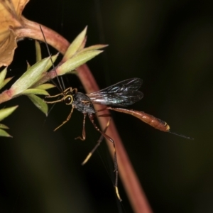 Ichneumonidae (family) at Melba, ACT - 15 Mar 2024 09:59 AM