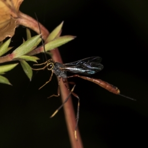 Ichneumonidae (family) at Melba, ACT - 15 Mar 2024 09:59 AM