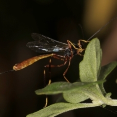 Ichneumonidae (family) at Melba, ACT - 15 Mar 2024 09:59 AM