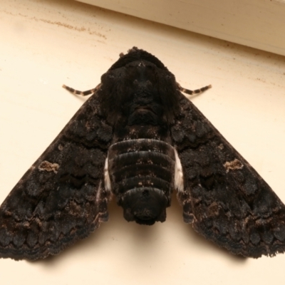 Pataeta carbo (Dark Euteliid) at Ainslie, ACT - 15 Mar 2024 by jb2602