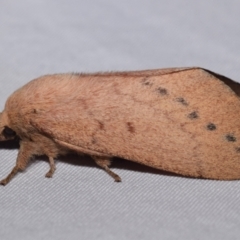 Entometa apicalis (Gum Snout Moth) at Jerrabomberra, NSW - 17 Mar 2024 by DianneClarke