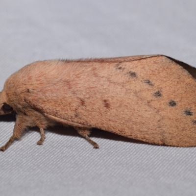 Entometa apicalis (Gum Snout Moth) at Jerrabomberra, NSW - 17 Mar 2024 by DianneClarke