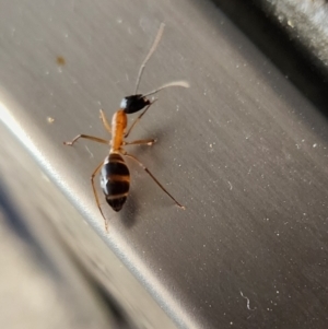 Camponotus consobrinus at Gundaroo, NSW - 15 Mar 2024