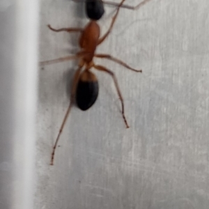 Camponotus consobrinus at Gundaroo, NSW - 15 Mar 2024