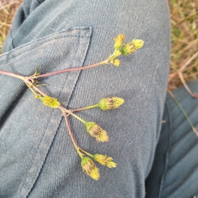 Bidens pilosa (Cobbler's Pegs, Farmer's Friend) at Jerrabomberra East Offset (JE_4) - 18 Mar 2024 by EmilySutcliffe