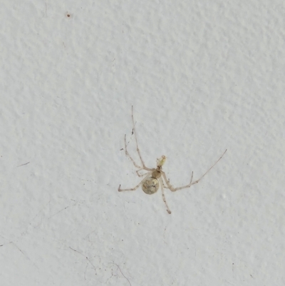 Cryptachaea gigantipes (White porch spider) at Tarrawanna, NSW - 18 Mar 2024 by Dakota.s