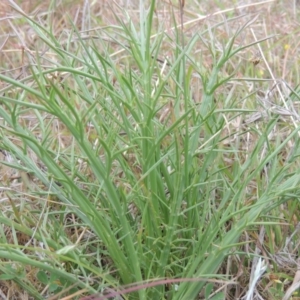 Eryngium ovinum at Mulligans Flat - 4 Nov 2023 03:09 PM