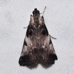Astrapometis saburalis (A Pyralid moth (Epipaschiinae)) at Jerrabomberra, NSW - 17 Mar 2024 by DianneClarke