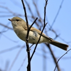 Pachycephala pectoralis (Golden Whistler) at Weetangera, ACT - 17 Mar 2024 by Thurstan