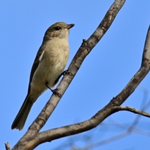 Pachycephala pectoralis at The Pinnacle - 18 Mar 2024 10:10 AM