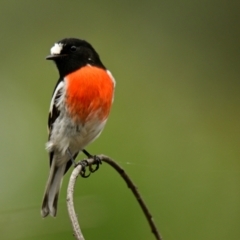 Petroica boodang (Scarlet Robin) at The Pinnacle - 17 Mar 2024 by Thurstan