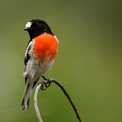 Petroica boodang (Scarlet Robin) at Weetangera, ACT - 17 Mar 2024 by Thurstan