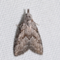 Nola cycota (Cycota Tuft-moth) at Jerrabomberra, NSW - 16 Mar 2024 by DianneClarke