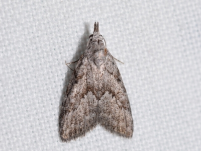 Nola cycota (Cycota Tuft-moth) at QPRC LGA - 16 Mar 2024 by DianneClarke