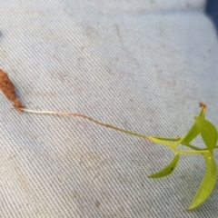 Asparagus asparagoides at Mount Majura - 18 Mar 2024