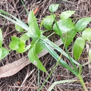 Asparagus asparagoides at Mount Majura - 18 Mar 2024