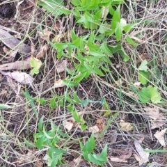 Asparagus asparagoides at Mount Majura - 18 Mar 2024