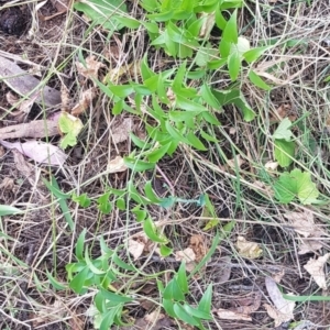 Asparagus asparagoides at Mount Majura - 18 Mar 2024