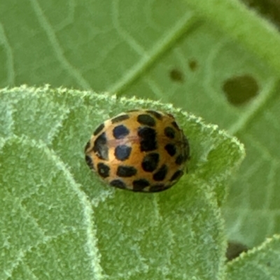 Henosepilachna vigintioctopunctata (28-spotted potato ladybird or Hadda beetle) at Kangaroo Valley, NSW - 18 Mar 2024 by lbradley