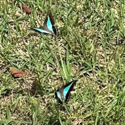 Graphium choredon (Blue Triangle) at Kangaroo Valley, NSW - 18 Mar 2024 by lbradley