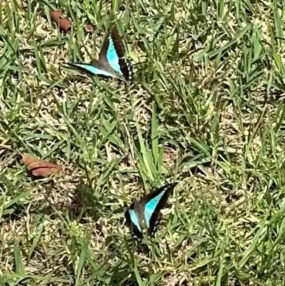 Graphium choredon (Blue Triangle) at Kangaroo Valley, NSW - 18 Mar 2024 by lbradley