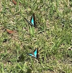 Graphium choredon at Kangaroo Valley, NSW - 18 Mar 2024