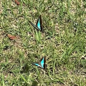 Graphium choredon at Kangaroo Valley, NSW - 18 Mar 2024