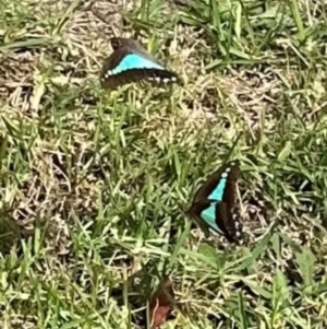 Graphium choredon at Kangaroo Valley, NSW - 18 Mar 2024