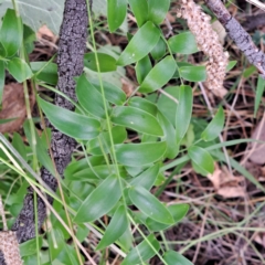 Asparagus asparagoides (Bridal Creeper, Florist's Smilax) at Mount Majura - 18 Mar 2024 by abread111