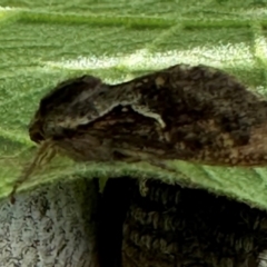 Elhamma australasiae (A Swift or Ghost moth (Hepialidae)) at Kangaroo Valley, NSW - 18 Mar 2024 by lbradley