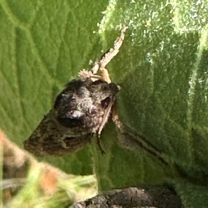 Elhamma australasiae at Kangaroo Valley, NSW - suppressed