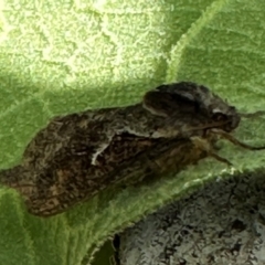 Elhamma australasiae at Kangaroo Valley, NSW - suppressed