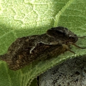 Elhamma australasiae at Kangaroo Valley, NSW - suppressed