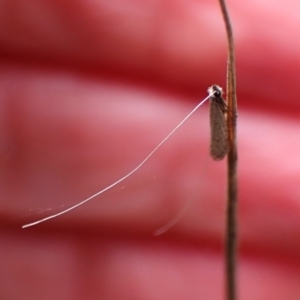 Ceromitia leptosticta at Aranda Bushland - 16 Mar 2024