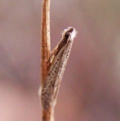 Ceromitia leptosticta at Aranda Bushland - 16 Mar 2024