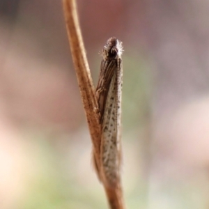 Ceromitia leptosticta at Aranda Bushland - 16 Mar 2024