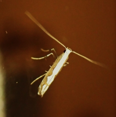 Dialectica scalariella (Echium Leaf Miner) at Cook, ACT - 12 Mar 2024 by CathB